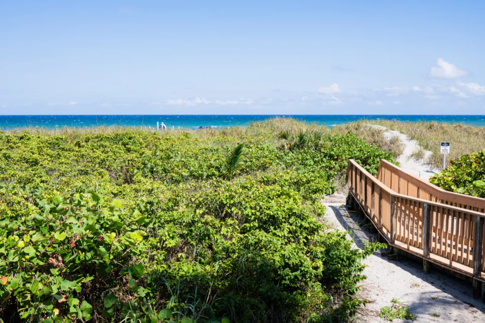 Wooden boardwalk path through sea grapes and coastal dunes leading to the beach at the Delray Beach Club